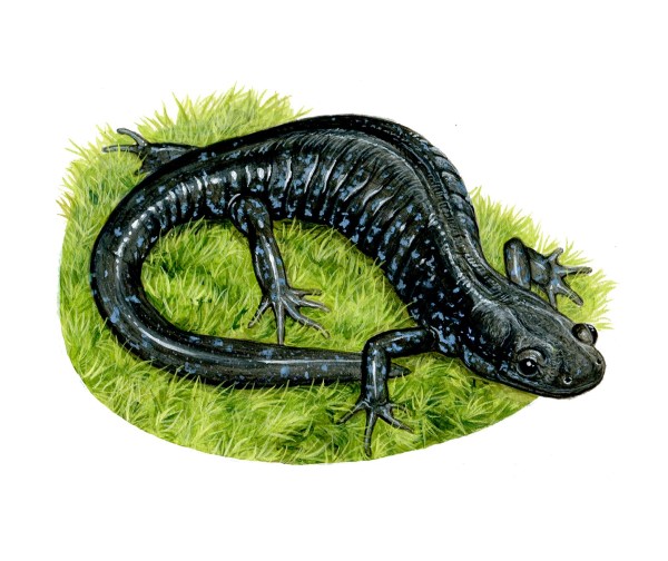 A blue-spotted salamander