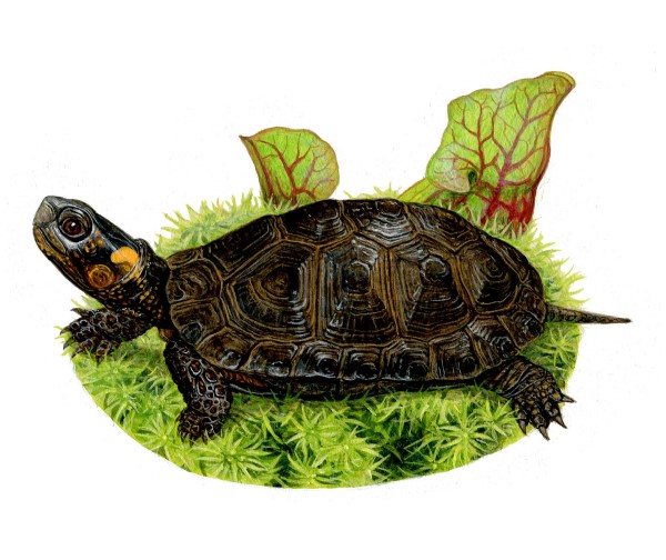 A bog turtle