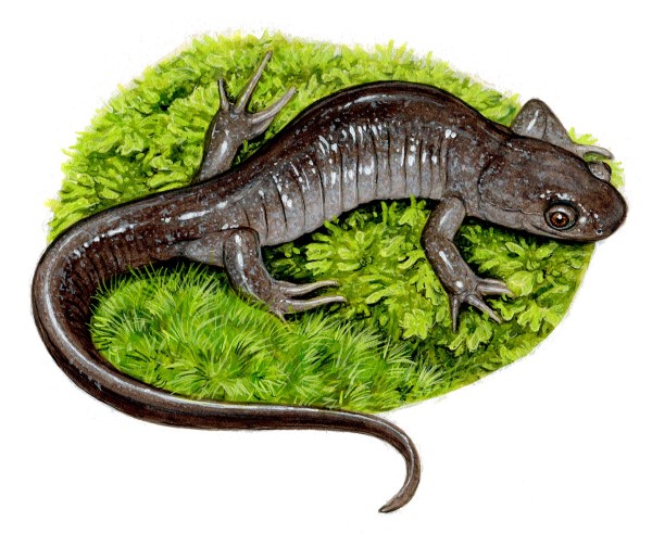 A Jefferson Salamander