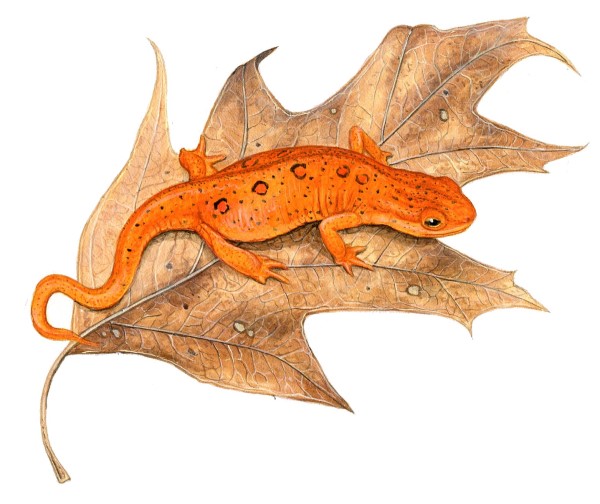 A red eft on a dried leaf