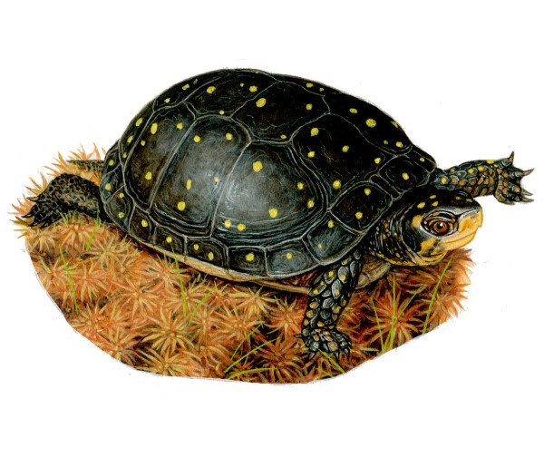 A spotted turtle